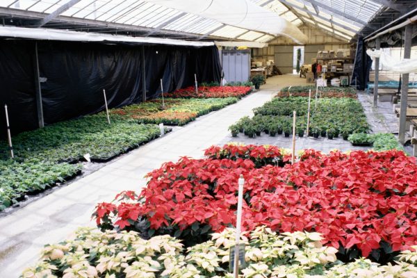 Rows of potted plants and flowers inside a large greenhouse.