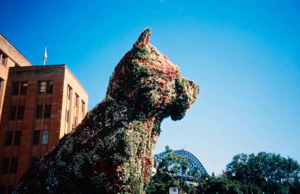 A large-scale sculpture of a terrier puppy, covered with flowering plants, sits against a backdrop of the museum of contemporary art, the Sydney Harbour Bridge and a brilliant blue sky.