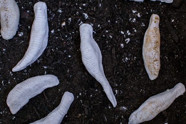 Seven plaster moulds of leeches on a soil surface. The moulds are white, and three are dusted with yellow copper oxide.