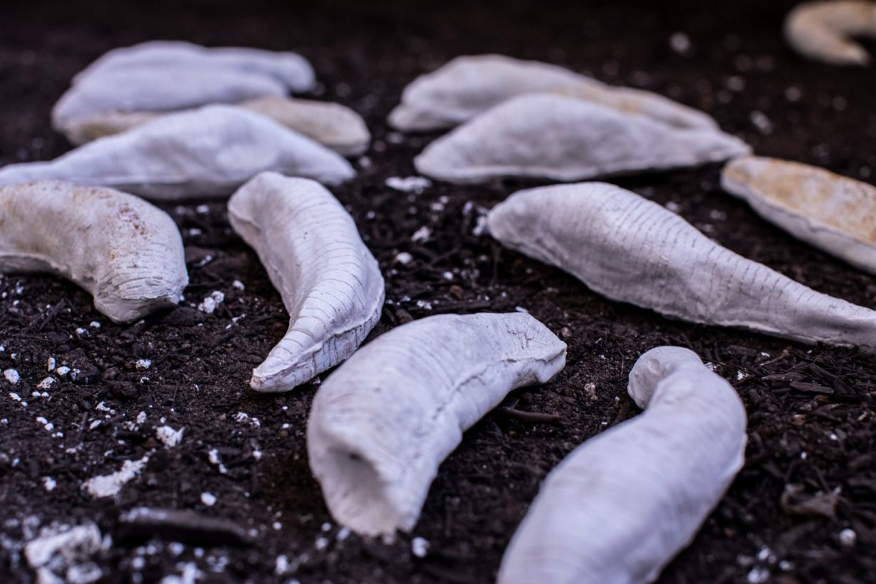 Seven plaster casts of leeches lying on a soil surface. The casts are white. Three are dusted with yellow copper oxide.